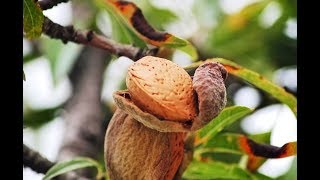 Farming Almonds  by Curiosity Quest [upl. by Edla]