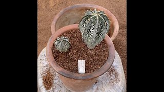 Astrophytum Potting [upl. by Carrick]