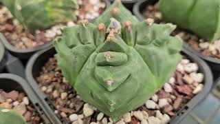 Astrophytum Cactus Collection Tour [upl. by Inilam]