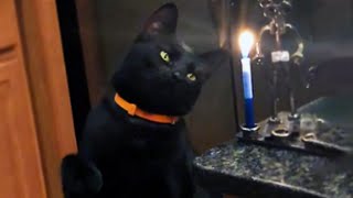 Curious Cat Smacks A Candle [upl. by Neill107]