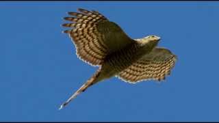 Sparrowhawk Bird Call Bird Song [upl. by Annelg]