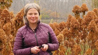 How to Prune Your Panicle Hydrangea in Fall [upl. by Cris82]