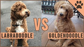 Labradoodle vs Goldendoodle  Which Breed Is Better [upl. by Torin]