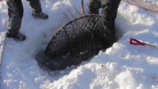 Nome King Crabbing on Bering Sea Ice [upl. by Akenn]