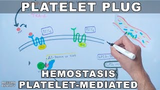 Platelet Plug Formation  Platelet Mediated Hemostasis [upl. by Casia]