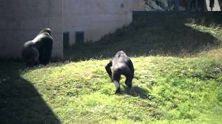 Gorilla Fight at Philadelphia Zoo [upl. by Ened]