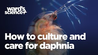 Caring and Culturing for Daphnia [upl. by Deron611]