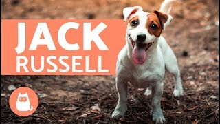 All About the Jack Russell Terrier [upl. by Apthorp510]