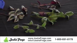 How to Grow Tradescantia quotInch Plantsquot from Cuttings [upl. by Fancy]