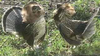 Perdrix  Partridge  Gélinotte Huppée  Quebec Canada [upl. by Kunz]