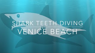 How to Shore Dive for Shark Teeth in Venice Beach Florida [upl. by Isaacson159]