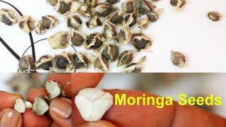 Moringa Seeds Health Benefits  How to Eat Moringa Oleifera Seeds [upl. by Weidner927]