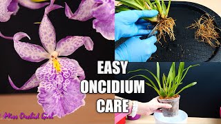 How to Care for Oncidium Orchids  Watering Repotting Reblooming amp more Orchid Care for Beginners [upl. by Ardnalak626]