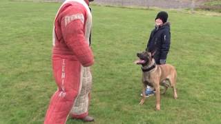 personal  family protection dog training [upl. by Mackey342]