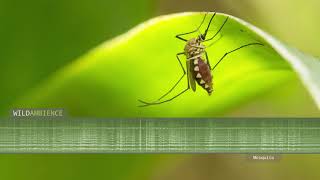 Mosquito sounds The buzzing sound and hum of mosquitoes close to the microphones [upl. by Athenian]