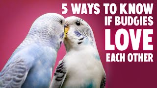 5 Ways Budgies Love Each Other [upl. by Kerry]