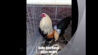 Gallo Giro Hatch Patas Verdes GALLOS PURA SANGRE TORNADO FARM [upl. by Euseibbob]