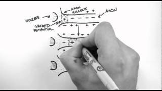 Action Potentials 3  Action Potential Propagation [upl. by Anas]