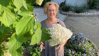 Limelight Hydrangea Tree Drooping After Rain Part 2 What To Do [upl. by Reiter]