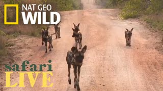 Safari Live  Day 1  Nat Geo WILD [upl. by Redford]