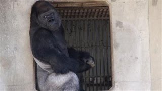 Japans Latest Heartthrob Shabani the Gorilla [upl. by Yentihw]