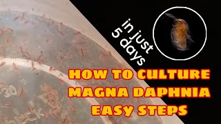 How to Culture Magna Daphnia Easily [upl. by Tedder]