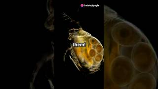 How to culture Daphnia for your Aquarium [upl. by Pickford201]