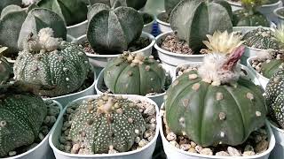 Astrophytum Asteria From Seeds [upl. by Ardnasak]