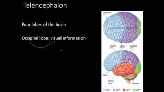 Telencephalon Limbic system and basal ganglia [upl. by Eibreh]