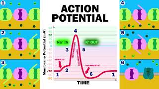 THE ACTION POTENTIAL [upl. by Hareemas]