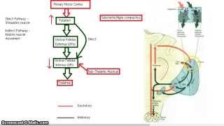 The Basal Ganglia  Direct and Indirect Pathway [upl. by Auburn]