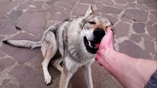 Adorable czechoslovakian wolfdog loves nibbling hands [upl. by Aristotle515]