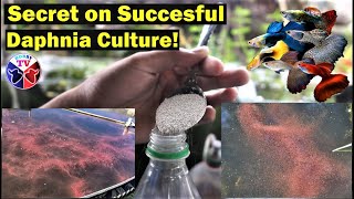 How to Culture Daphnia Successfully [upl. by Armelda]