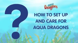 How to Set Up and Care for Aqua Dragons [upl. by Ahsikal669]