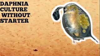 HOW TO CULTURE DAPHNIA NATURALLY WITHOUT A STARTER [upl. by Arihaj]