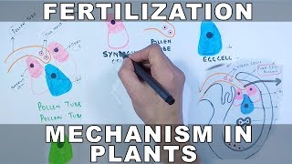 Fertilization Mechanism in Plants [upl. by Sydney]