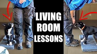 5 Puppy Training Exercises You Should Do EVERY DAY At Home  Living Room Lessons [upl. by Stelle]