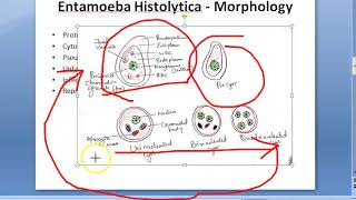 Parasitology 026 a Amoeba Entamoeba Histolytica Classification Amoebiasis Trophozoite Quadrinucleate [upl. by Bigler475]