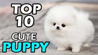 TOP 10 CUTE PUPPY BREEDS [upl. by Kennedy]