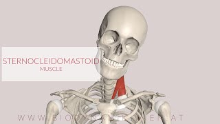 Sternocleidomastoid Muscle 3D Animation [upl. by Adella23]