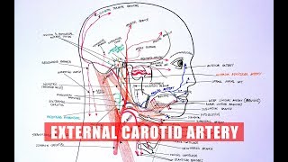 ANATOMY Tutorial  External Carotid Artery Branches [upl. by Tavi]