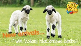 Twin Valais blacknose lambs [upl. by Sileray77]