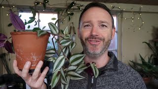 Tradescantia Zebrina  Wandering Jew Care Guide and Repot [upl. by Kehr]