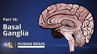 Basal Ganglia  Human Brain Series  Part 16 [upl. by Frantz]