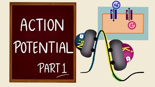 Action Potential  Part 1  Ionic Basics  Nerve Muscle Physiology [upl. by Nolasba]