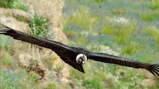 The majestic Andean Condor the largest flying bird [upl. by Ainos]