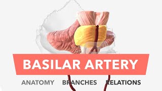 Basilar Artery  Anatomy Branches amp Relations [upl. by Kokoruda]