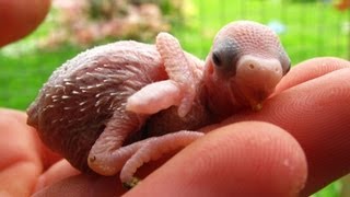 Baby Budgies Growth Stages [upl. by Loni]