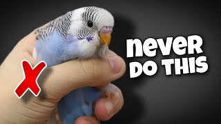 12 Things You Should Never Do to Your Budgie [upl. by Jared]