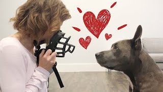 Muzzle Training How To Get Your Dog To Love The Muzzle [upl. by Onitselec]